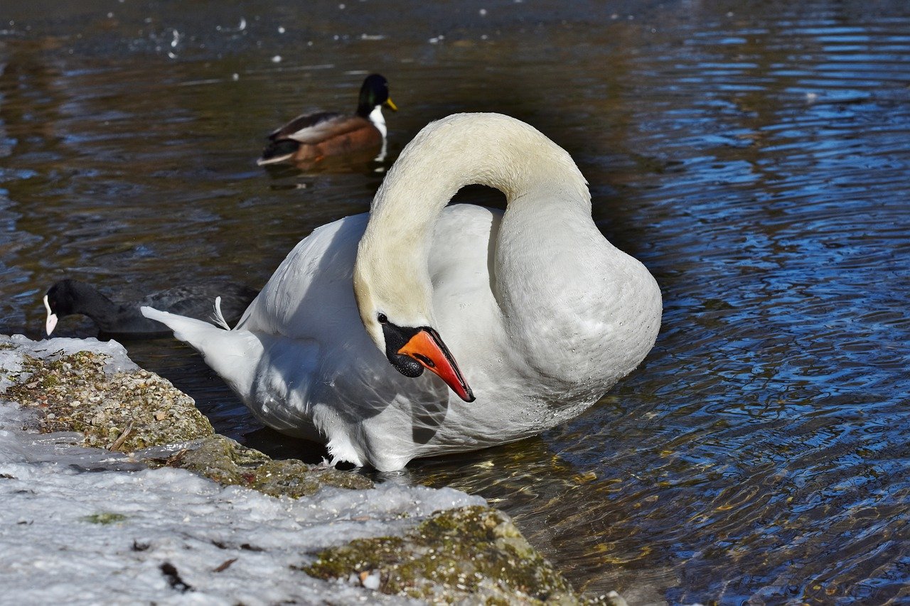 swan, bird, lake-7703636.jpg